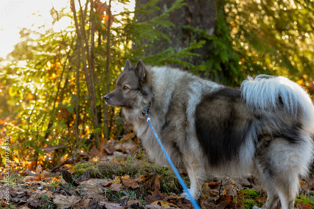 Wolfsspitz Hund im Herbst im Wald
