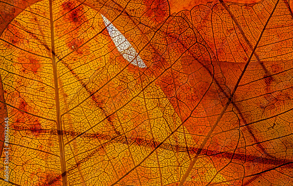 Obraz premium autumn leaves in the detail