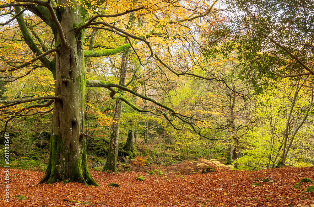 Autumn woodlane scene, English Lake District