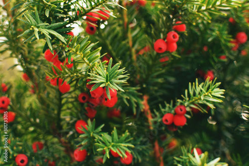 Coniferous branches with red berries
