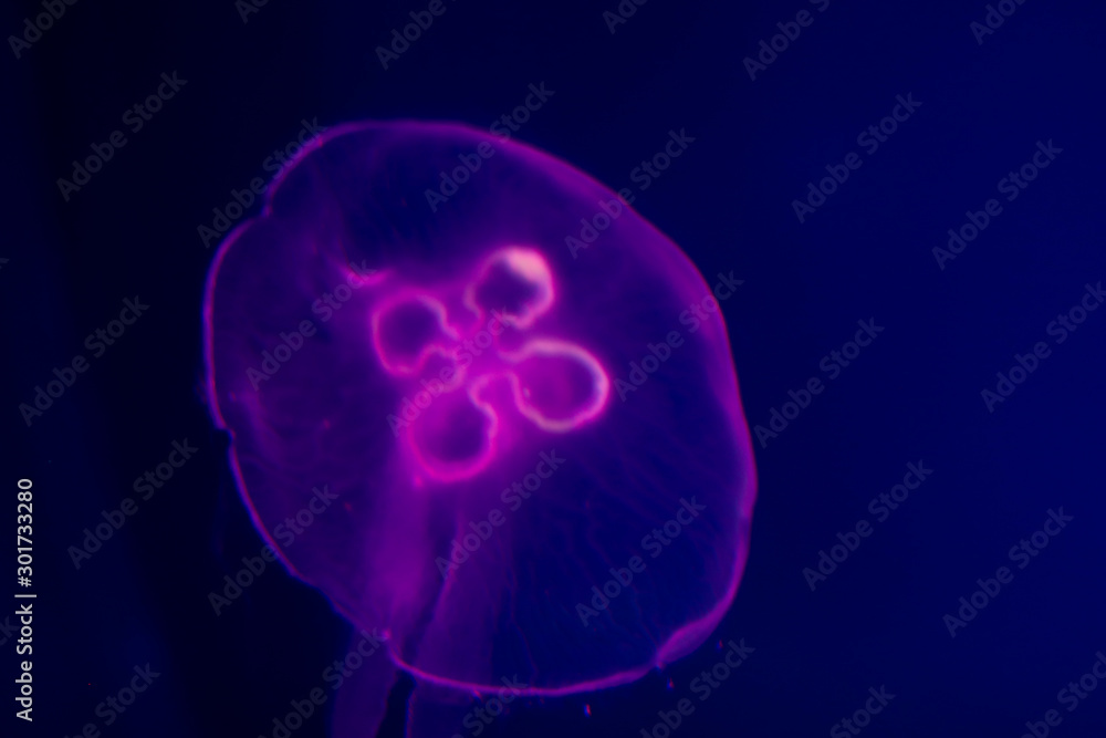 Transparent moon jellyfish close-up on dark blue background. Purple lighting, copy space for text about marine and ocean life Transparent moon jellyfish close-up on dark blue background. Purple lighting, copy space for text about marine and ocean life