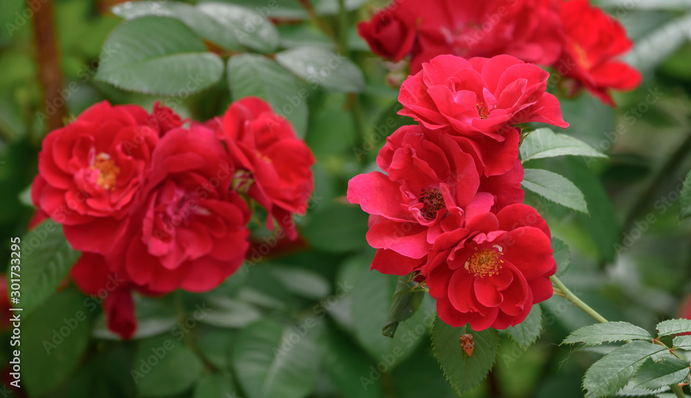 Beautiful background of red roses and green leaves