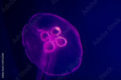 Transparent moon jellyfish close-up on dark blue background. Purple lighting, copy space for text about marine and ocean life