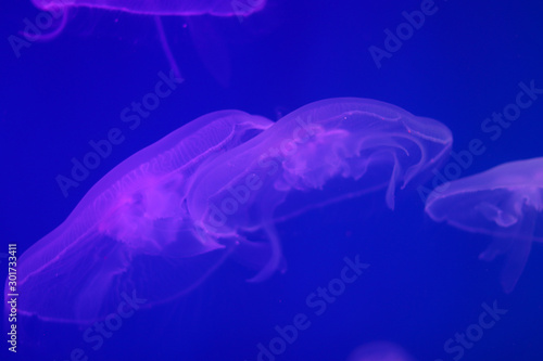 Several jellyfish in blue or purple backlight in the aquarium. Transparent jellyfish on a blue background. Free copy space © Postmodern Studio