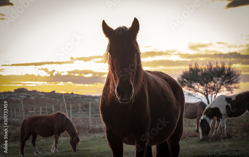 Silhueta de cavalo ao pôr do sol nas montanhas