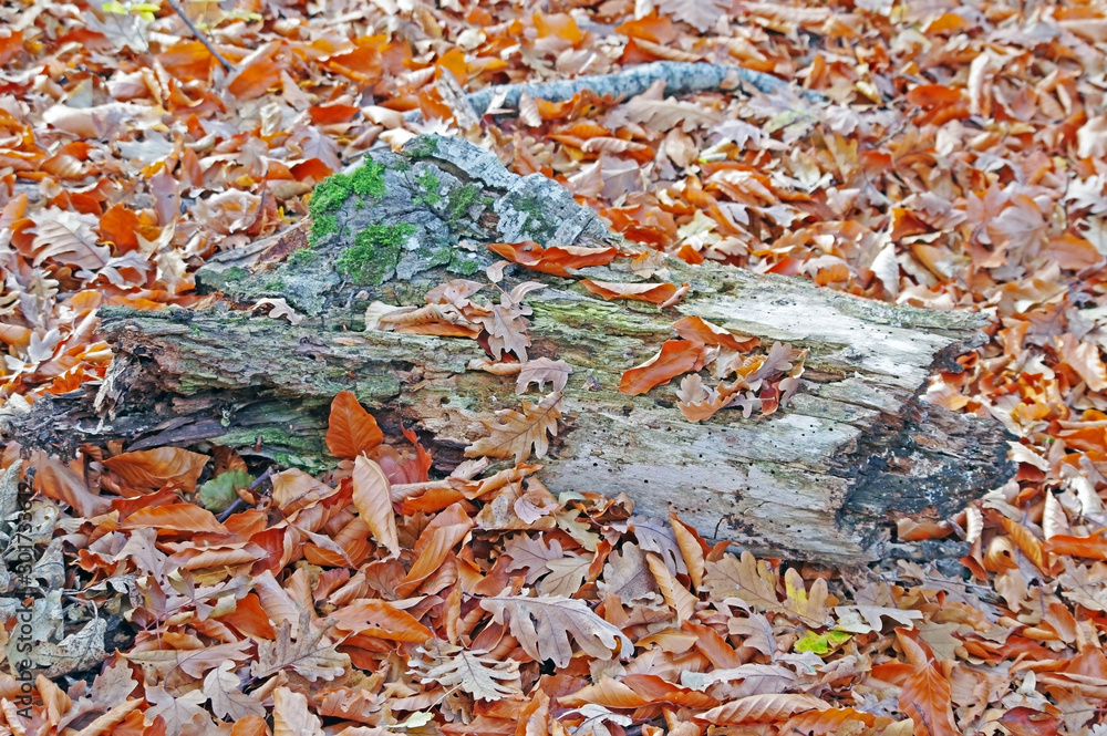 beautiful forest stump