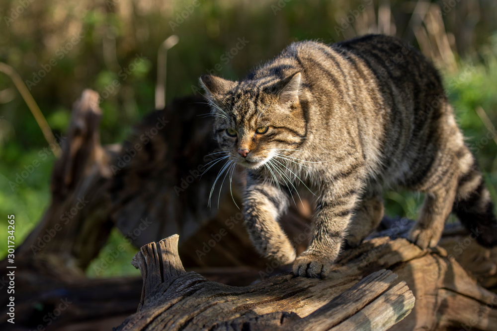Scottish wildcat, Felis silvestris grampia, walking along a log on a sunny warm autumn day in November. Scottish wildcat, Felis silvestris grampia, walking along a log on a sunny warm autumn day in November.