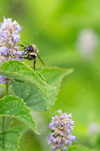 bee on flower_7