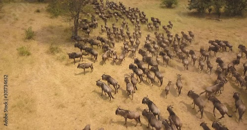 Bird Eye Aerial View of Wildebeest aka Gnu Huge Herg in Migration, Running on Grassland in African Savanna, Tanzania National Park photo