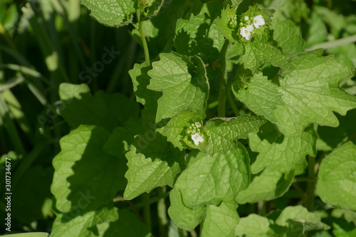 close-up of garlic mustard or alliaria petiolata in bloom, jack by the hegde in early spring with bright white flowers