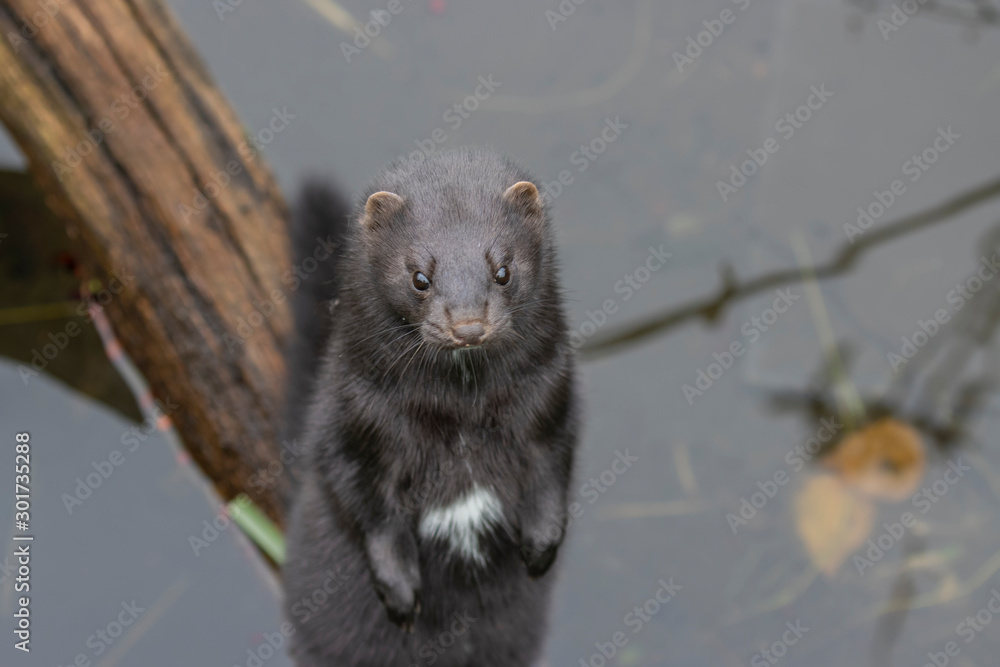 American mink, Neovison vison, close up portrait while standing above water during autumn/winter in November.