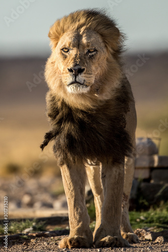 A male Kalahari black maned Lion portrait. Kalahari.