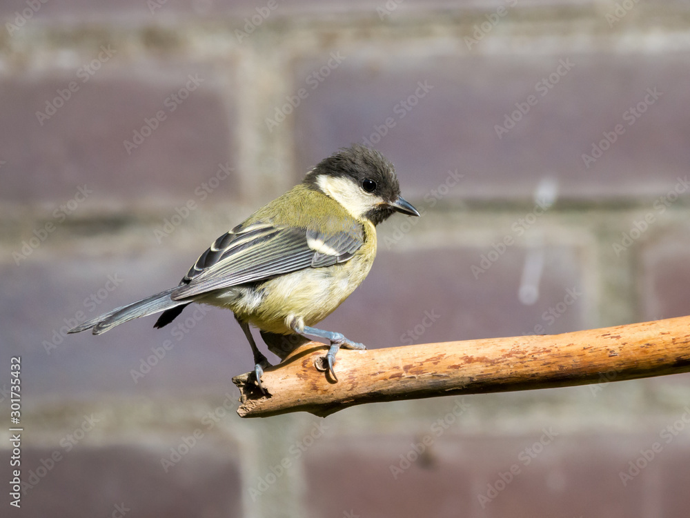 Naklejka premium Great tit, Parus major, young perched on bare branch in garden, Netherlands