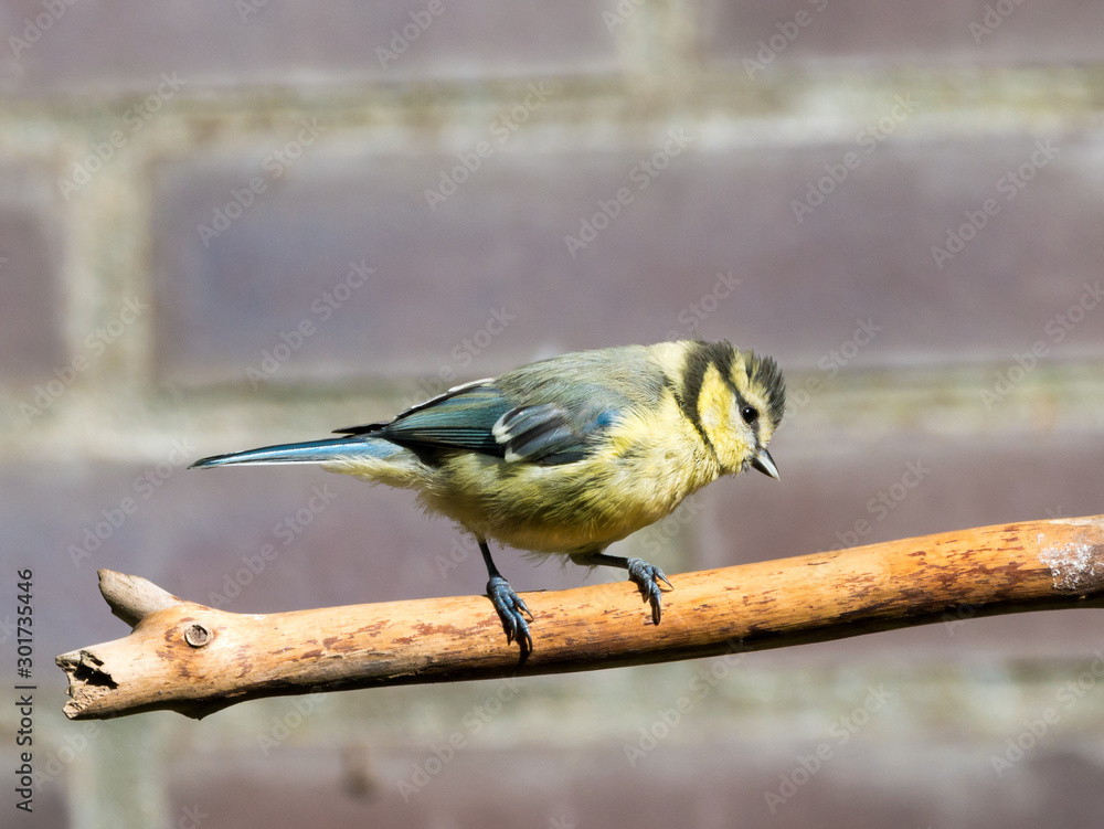 Obraz premium Blue tit, Cyanistes caeruleus, young perched on bare branch in garden, Netherlands