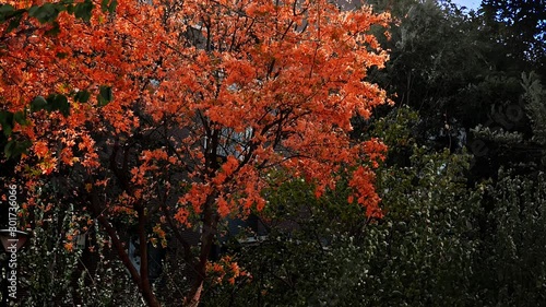 red maple tree in autumn