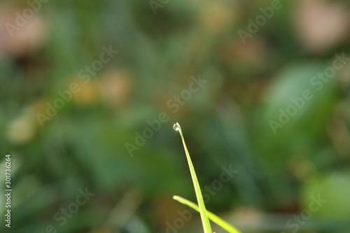 grass with dew drops © TheAussieman