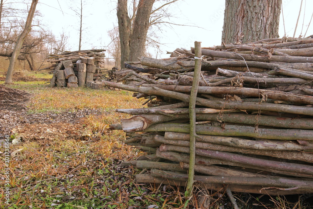 Harvesting firewood for the winter. Firewood stack. Splited firewood for fireplace.