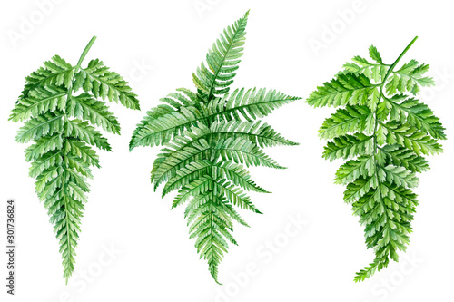 Set of watercolor fern on an isolated white background  botanical illustration  green  leaves.