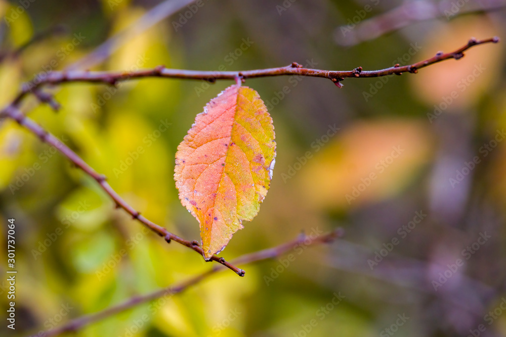 golden colored autumn leaves in nature