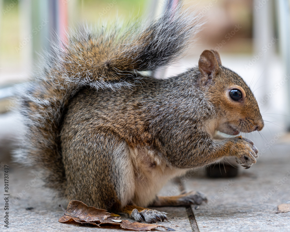 Fototapeta premium squirrel eating nut