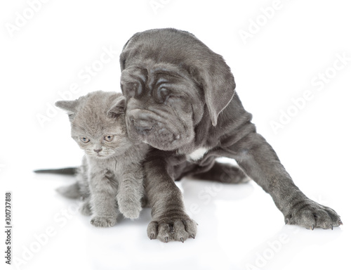 Mastiff puppy and tiny kitten looks down on empty space together. isolated on white background