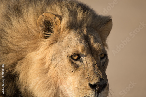 A male Kalahari black maned Lion portrait. Kalahari