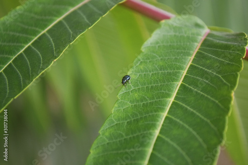 Bright blue green beetle flashing in the sun sits on a branch with green leaves. Closeup.