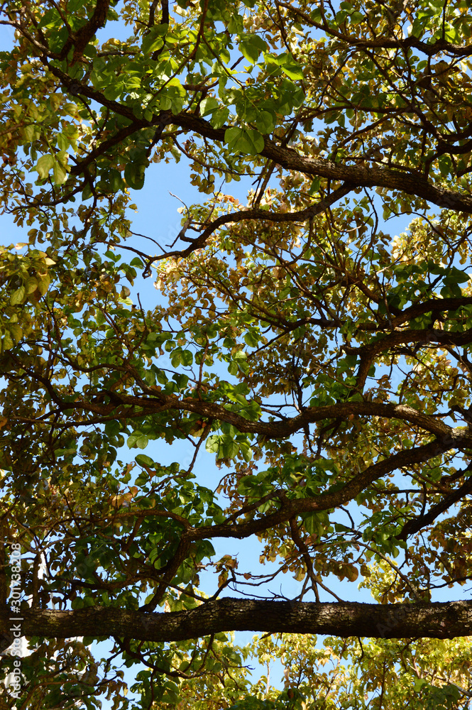 Obraz premium 枯れ葉が目立つ木々の枝葉