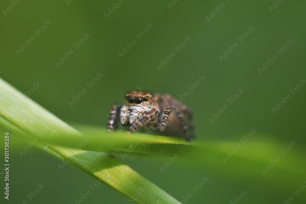 Macro photography jumping spider sit on grass stalk. Beauty in nature