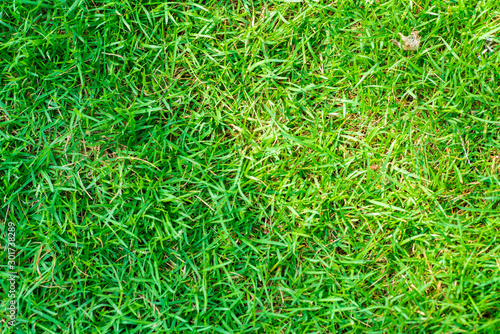 Green grass background nature texture