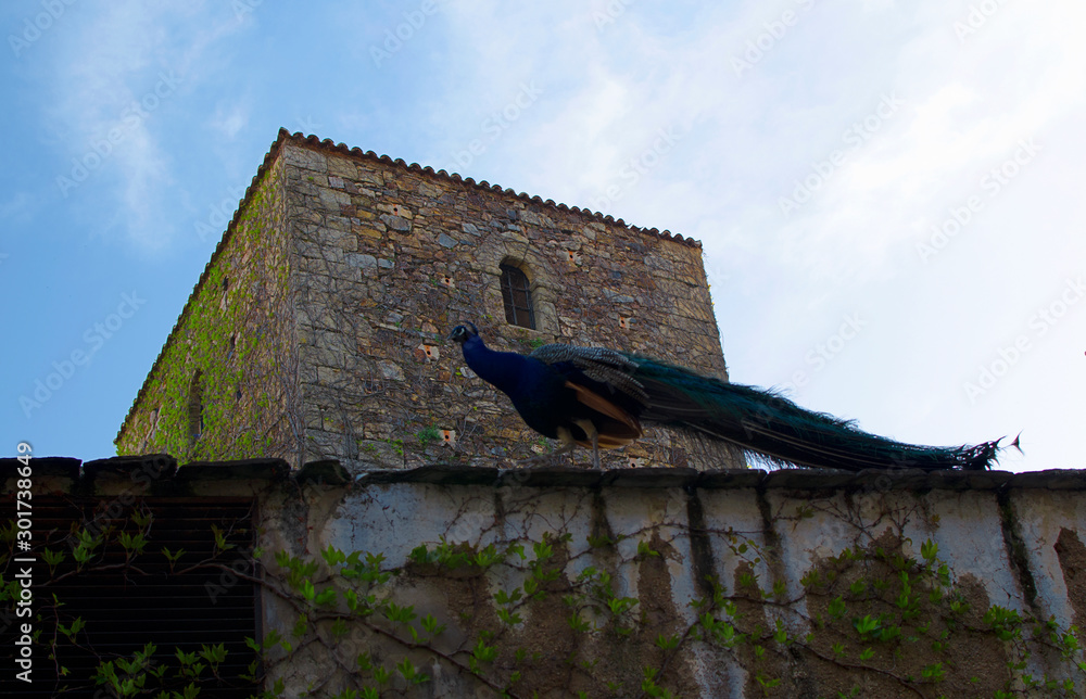 Fototapeta premium A royal peacock -called Curro- walking through the top of a medieval wall in Cáceres, Extremadura, Spain.