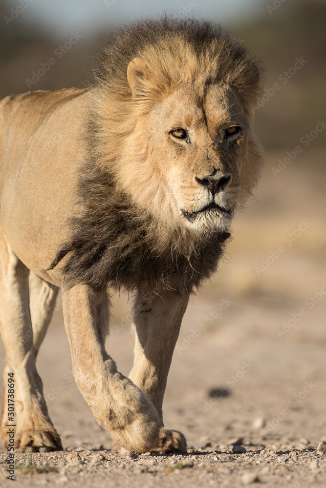 A male Kalahari black maned Lion portrait. Kalahari A male Kalahari black maned Lion portrait. Kalahari
