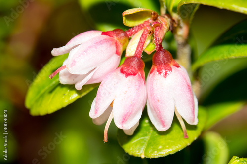 Three beautiful flowers of lingonberry  Vaccinium vitis-idaea  also called partridgeberry  mountain cranberry or cowberry. 