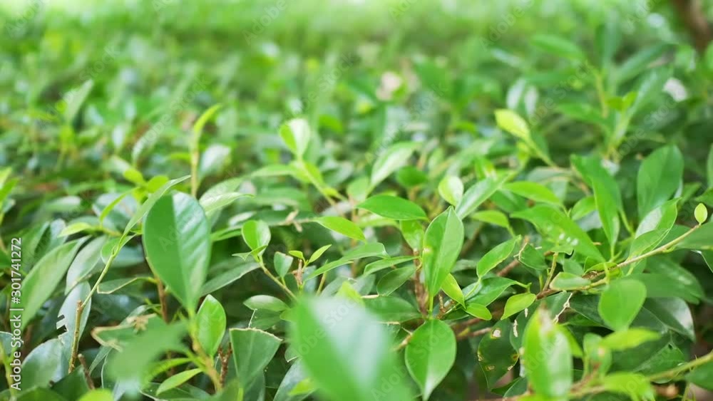 Selective focus on the garden bushes plants in slow motion with shrubs dense green leaves swaying in the wind, Bangkok, Thailand. Environment in city and greenery background concepts. Selective focus on the garden bushes plants in slow motion with shrubs dense green leaves swaying in the wind, Bangkok, Thailand. Environment in city and greenery background concepts.