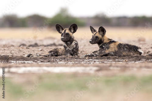 African wild dogs using mud to cool down in the midday heat, Kalahari, Botswana.