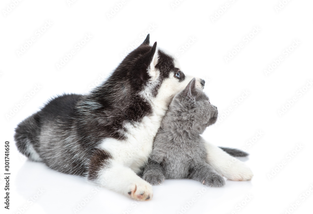 Siberian Husky puppy hugs british kitten and look away together. isolated on white background Siberian Husky puppy hugs british kitten and look away together. isolated on white background