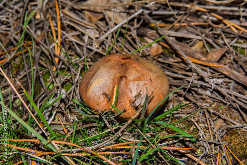 Suillus luteus or Slippery jack closeup. Mushroom suillus luteus in dry pine needles and green grass. Soft selective focus. Suillus luteus or Slippery jack closeup. Mushroom suillus luteus in dry pine needles and green grass. Soft selective focus.