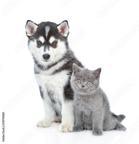 Portrait of a Siberian Husky puppy and british kitten looks at camera. isolated on white background