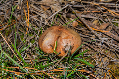 Suillus luteus or Slippery jack closeup. Mushroom suillus luteus in dry pine needles and green grass. Soft selective focus.