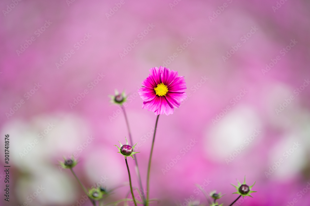 コスモス畑を背景にした一輪のコスモスの花 Stock Photo Adobe Stock コスモス畑を背景にした一輪のコスモスの花 Stock Photo Adobe Stock