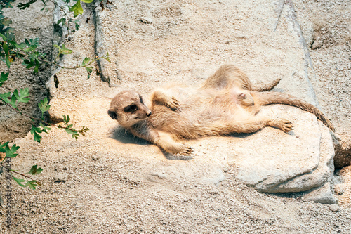 Erdmännchen sonnt sich in der Wilhelma, Stuttgart photo