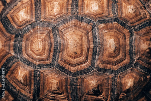 Obraz na płótnie Turtle back background texture w salonie