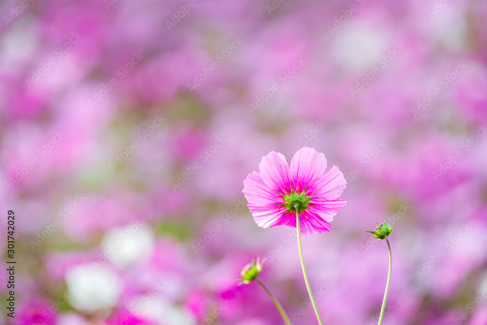 コスモス畑を背景にした一輪のコスモスの花 コスモス畑を背景にした一輪のコスモスの花