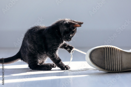 Fotografia Beautiful little black kitten playing with the laces of sneakers on the floor at home