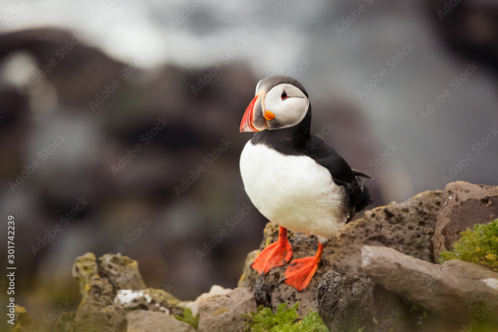 Fototapeta premium Atlantic Puffin