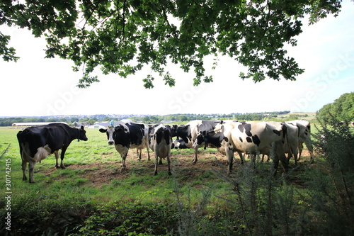 Wallpaper Mural Paysages de nuit, de jour, portrait d'animaux Torontodigital.ca