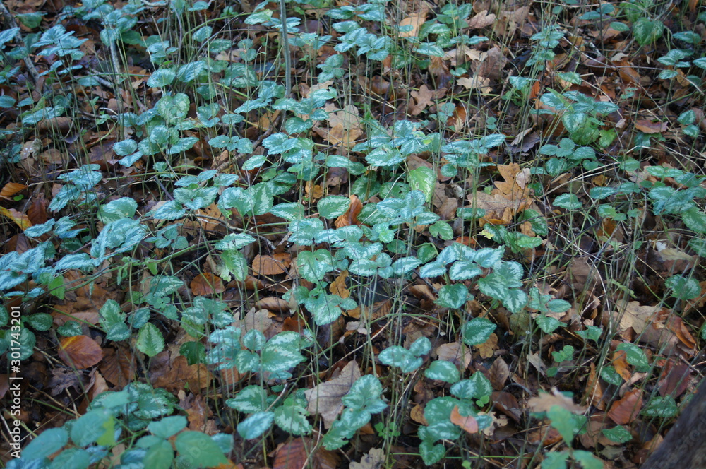 Obraz premium green forest floor