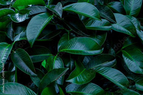 abstract green leaf texture  nature background  tropical leaf