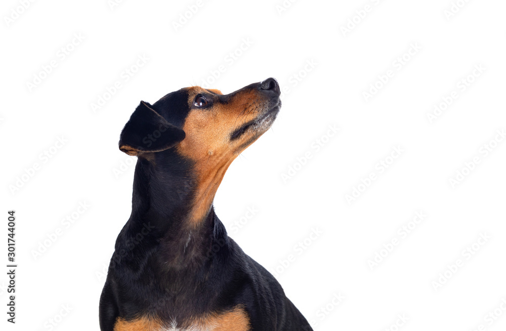 Small an thin dog Small an thin dog