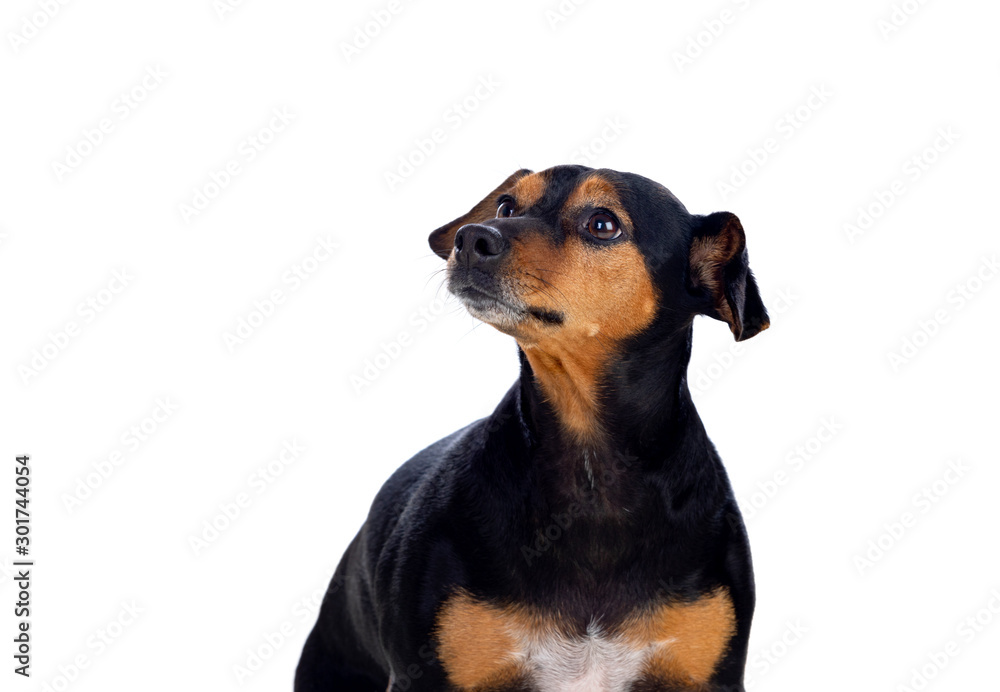 Small an thin dog Small an thin dog